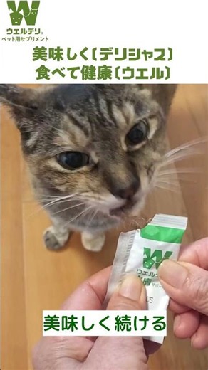 【ねこの皮膚ケア】17歳、ツヤツヤの秘訣はウエルデリ皮膚サポート 美味しく食べて健康に #ウエルデリシリーズ #ペット用サプリメント #猫のいる暮らし