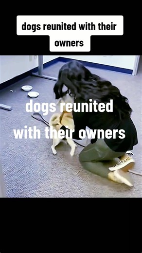 Heartwarming Reunions: Dogs Reunited with Their Owners