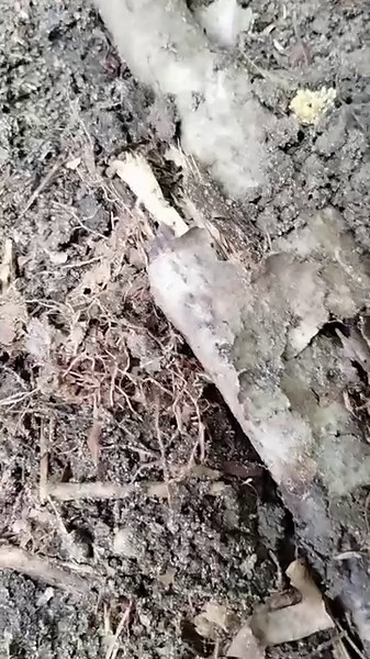 Always finding strange things in our yard. This is the short version, check out the full video along with explanations at My Backyard. #Halloween #scary #mystery #treasure | My Backyard