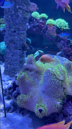 Nemo and Friends Aquarium Tropical Fish Epcot