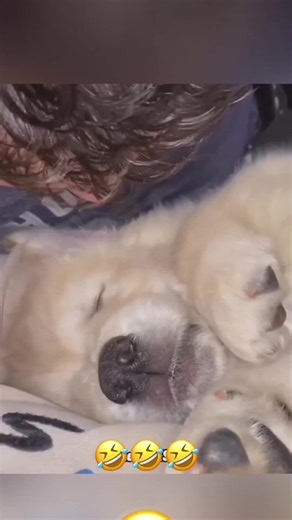 Talking Animals Compilation: Hilarious Pet Moments