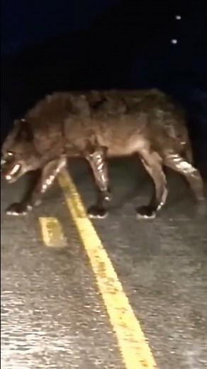 The Wolfman/Wolf vs Man/Wolf Attack/Wild Wolf/4k Ultra HD/Natural Scenes 4k #shorts #trending #viral