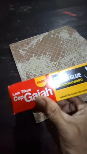 Trapping Mice Using Mouse Glue | Menjebak Tikus Menggunakan Lem Tikus