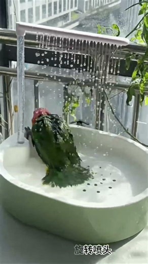Small Parrot Bath Basin with Automatic Circulation