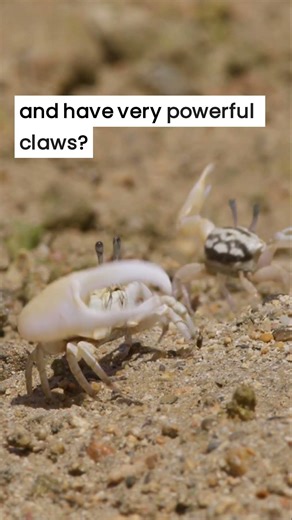 Crabs are amazing! 🦀