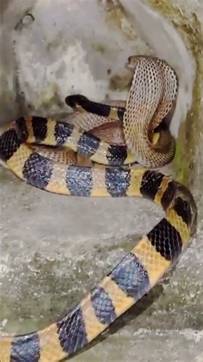 Banded Krait vs Cobra 😱 | Silent Killer vs King of Snakes! | Snake Face Off
