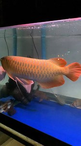 Top Fish Collection | Funny Prank