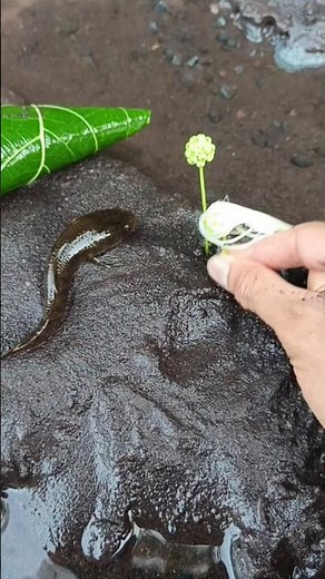 channa limbata,channa limbata galak,channa limbata cb - IKAN CHANNA #shorts #channa #limbata #viral