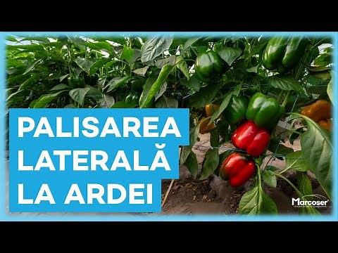 🌶️ Palisarea Laterală la Ardei. Vezi Cum Trebuie Făcută Corect. | Ferma Marcoser