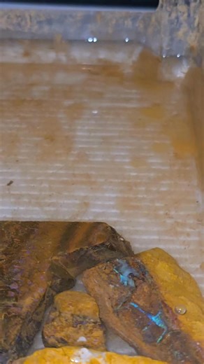 17 reactions · 26 shares | Auction time !! 512g of koroit rough material nice and gemmy cutters 13 pieces $350 reserve bidding increments of $10 Auction will end weds 12th at 20:00 pm Qld time aest. Happy bidding and good luck guys its a nice parcel money to be made 﫵 | Steve Robs Opal | Facebook