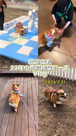 高能量女狗宝周末不花一分钱的出行vlog#柯基 #晒出你的小笨狗 #萌宠出道计划 #狗狗 #动物的迷惑行为 @DOU 上热门