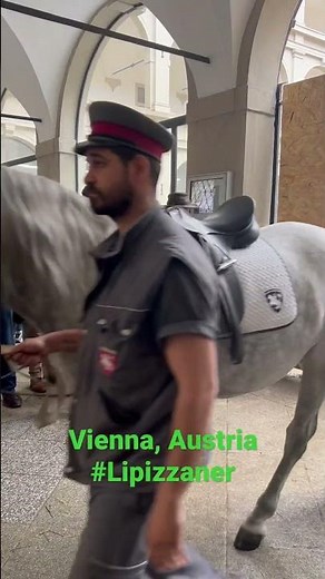Lipizzaner horse training. Vienna, Austria. Spanish Riding School. #horse #vienna #travel