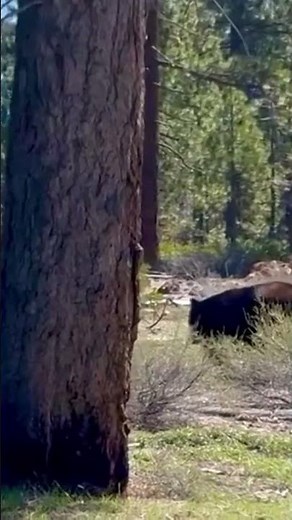 Massive black bear spotted Lake Tahoe, Nevada
