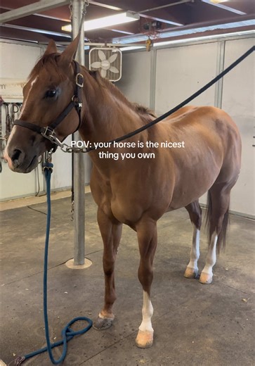 Hard Launching Your Horse as the Best Companion
