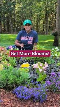 How To Prune Begonias For MORE Blooms 🌸🪄✨