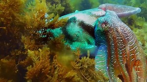Ocean, Octopus, Marine. Free Stock Video