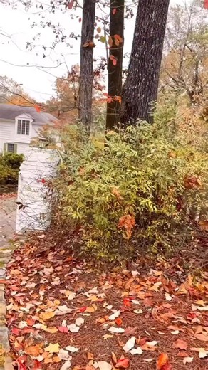 From our house to yours,😊💕🍂 Happy Thanksgiving! Love, Tricia | Tricia Robinson Art