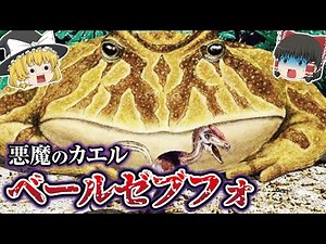 【ゆっくり解説】恐竜を食べる古代のカエル『ベールゼブフォ』がヤバイ理由