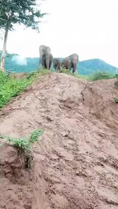 1.3M views · 10K reactions | Baby Suk Dee shows us the perfect way to navigate the muddy slope to the river. She such a clever baby girl!  Elephant Sanctuary Laos #SaveElephantFoundationLaos #SaveElephantFoundation | Save Elephant Foundation - มูลนิธิอนุรักษ์ช้างและสิ่งแวดล้อม | Facebook