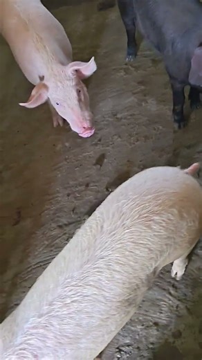 Breeder pig available here# shorts #ytshorts