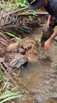 turtles enter fish traps, this type of turtle often eats fish that enter the trap #trap #turtle