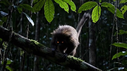 Discover fun facts in this documentary about the aye-aye, a strange but clever animal that survives with unusual tools built into its body. This original video was produced by Network Media, LLC and Eric B. | Artfully Imagined