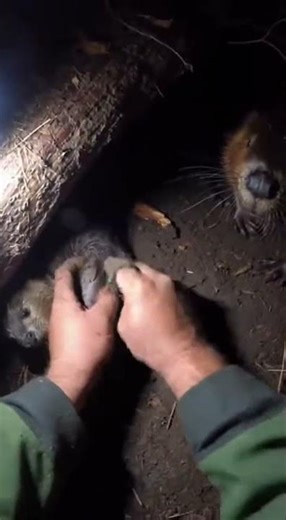 Hands Twisting Strap in a Tight Forest Den