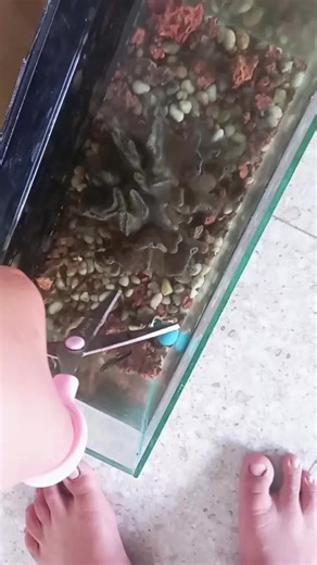 KO CÓ ĐÂU #BETTA #phuong #halfmoon #CATMOITHU #xuhuongtiktok