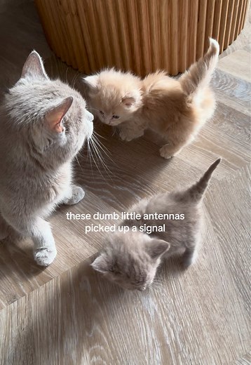 Cat Adds Antenna: Strange Signal Caught on Kitten
