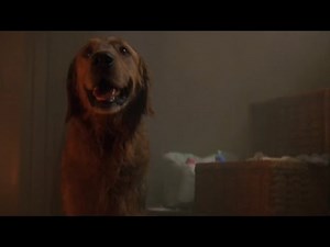 Homeward Bound 2- The House Fire