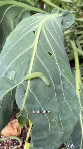Cabbage Worms: Brassica Pests