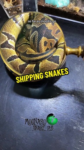 Shipping Another Snake! I can’t keep them all!