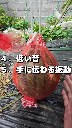 家庭菜園2026年7月7日【スイカ】【空中栽培】音と振動判断＆収穫編【前編】 #スイカ #空中栽培 #収穫