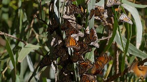 2.6K views | #ad Your Getaway Awaits!  Explore Pismo Beach and enjoy ocean views, wildflowers, and exclusive lodging specials. Book now! https://shorturl.at/0gBHK | Orange County Register | Facebook