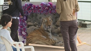 元気な大きなトラでした…徳山動物園のアムールトラ ケンのお別れ会（2024年6月9日掲載）｜KRY NEWS NNN