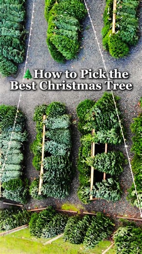 🌲✨Come see our stunning selection! ✔️Exceptional, fluffy, and beautifully shaped trees. ✔️Rare extra-large trees that make a big holiday statement. ✔️Open 7 days a week from 10 AM to 5:30 PM. 📍 Visit us to find your dream tree and make this Christmas even more special! 🌲 #christmastreedecorating #christmas #christmastree #christmasdecor #christmaswreath