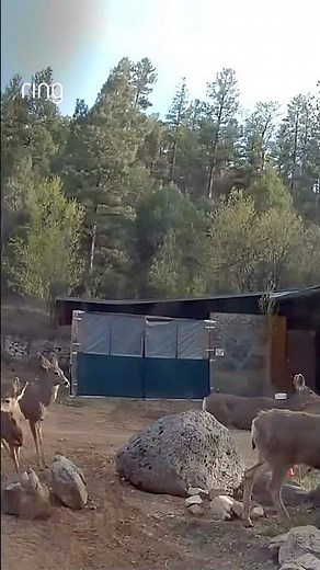 Morning roll call 🦌