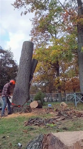 Since you won't catch me twerking here is a drop shot ! #MyPFP #treeclimber #huskvarna #fyp
