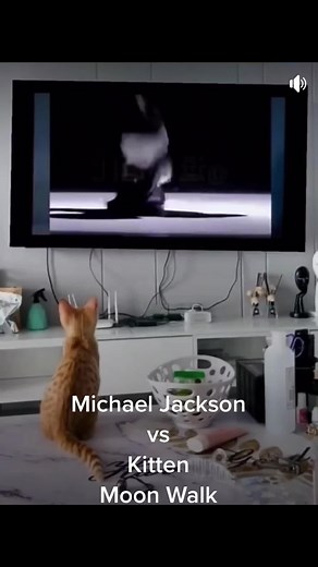 Kitten Mastering Moonwalk Like Michael Jackson!
