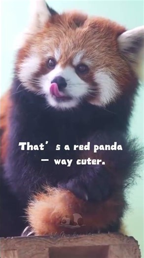 Raccoon or red panda? Look again 🐾