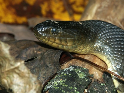 From Harmless to Venomous: 10 Water Snakes of Texas