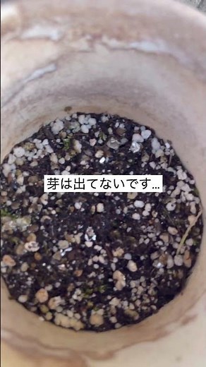 ヘチマの種蒔き2週間経過