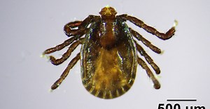 Asian longhorned ticks discovered in Michigan