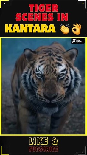 Tiger Scenes in Kantara Chapter 1 👌👏✌️