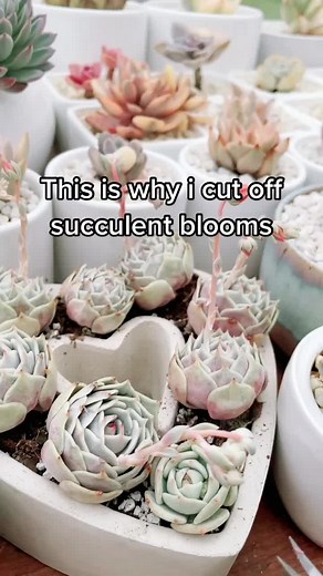 pups.and.succs on TikTok