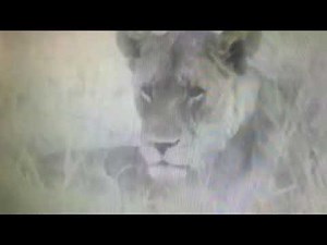 Animal Numbers (123s): 2 Animal Eyes