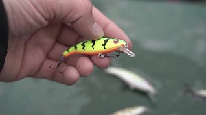 1.2K views · 39 reactions | Check out the Slick Stick 6 from Salmo - great action, great quailty, great lure! | Fox Rage | Facebook