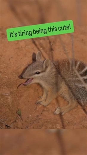 #ICYMI NSW has baby Numbats… and lots of them! Seven juveniles – including a quadruplet of siblings – were recently spotted playing and exploring at Scotia Wildlife Sanctuary and Mallee Cliffs National Park. Read more 👉 https://www.theguardian.com/environment/2025/oct/11/baby-numbats-australia-rarest-marsupial-hopeful-sign | Australian Wildlife Conservancy