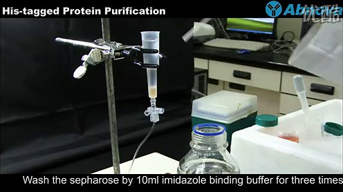 His-tagged Protein Purification