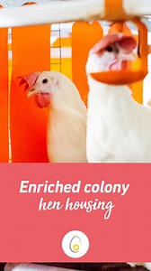 25K views · 55 reactions | Canadian egg farmers use a variety of hen housing systems to offer choice at the store. Watch our video for an inside look at a Canadian egg barn with enriched colony hen housing.Visit our website for more information on hen housing: https://tinyurl.com/3aab9u8w | Egg Farmers of Canada | Facebook